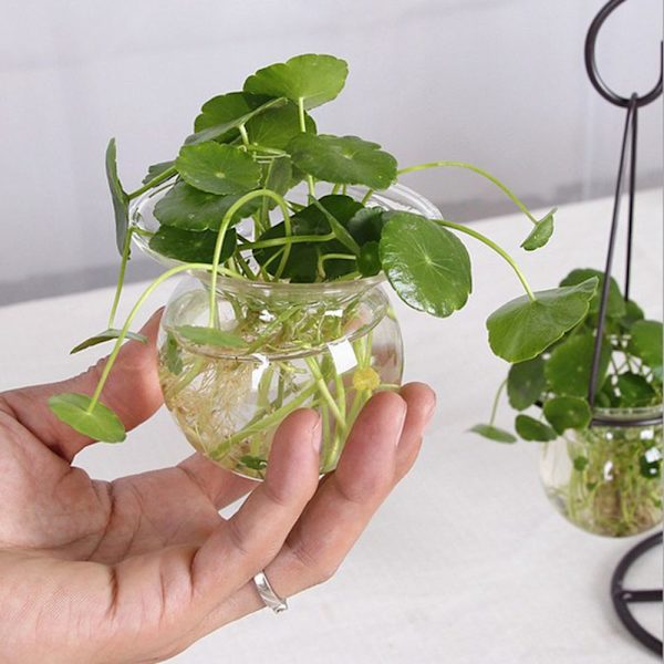 Hydroponisk Fjärilsform Transparent Växt Hängande Blomvas Behållare En