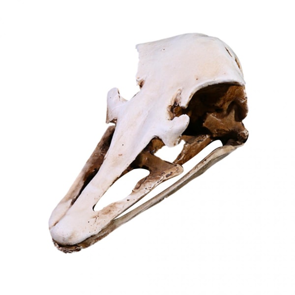 Resin T-rex Bar Skull Replica Skeleton Collection Figurin Decor White