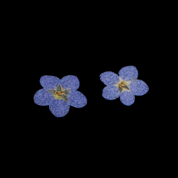 9 Påsar Ekologiska Handpressade Torkade Blommor för DIY Konst Hantverksdekoration
