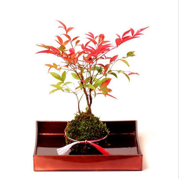 Blomkrukor Mossboll Ornament Bord
