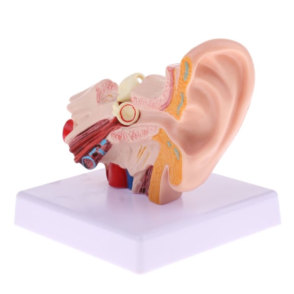 Staty av strukturen av det mänskliga örat