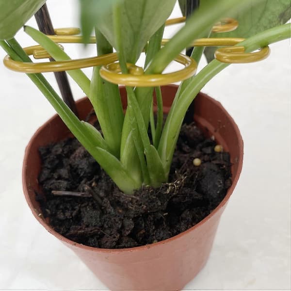 Återanvändbart Monstera Växtstöd Kit, 6-pack Rostbeständiga Bladklämmor (3 Hjärtformade + 3 Blomstermönstrade)