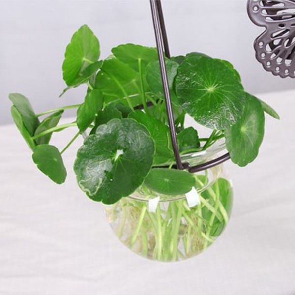 Hydroponisk Fjärilsform Transparent Växt Hängande Blomvas Behållare En