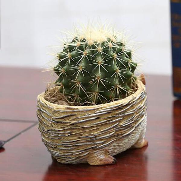 Mini Igelkott Harts Suckulent Kaktus Blomkruka Hem Trädgård Skrivbordsdekor