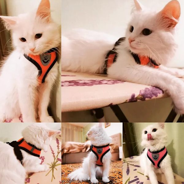 Kattsele väst Walking lead koppel för hundvalpar red M(2.5-4 kg)