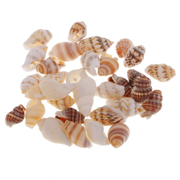 30 st Conch Shell Beads DIY Beach Smycken Making