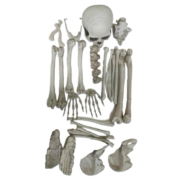 kreativa djur skalle skalle akvarium dekoration skelett