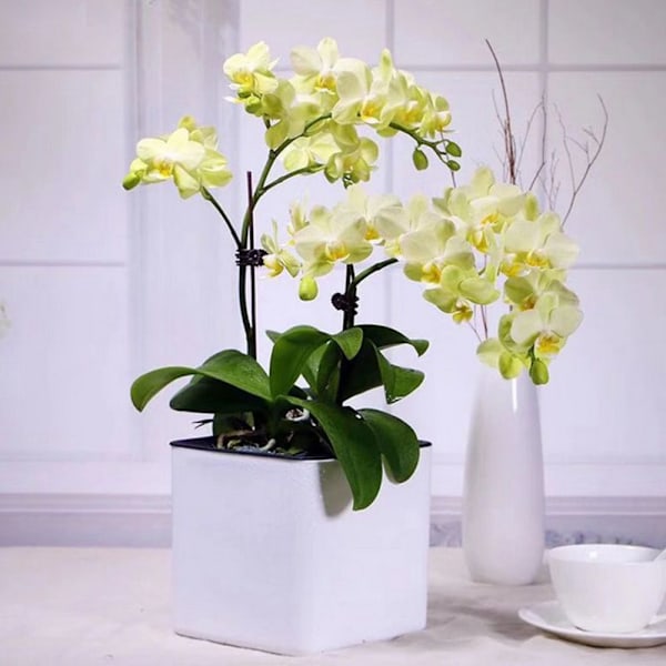 Självvattnande Plastblomkruka med Vattennivåindikator Vit L