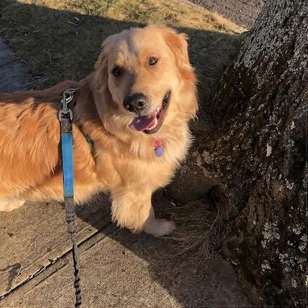 [RM]Vridbar ögonbult snäppkrok hundkoppelklämmor hundkoppelspänne flaggklämmor flaggkrok kraftig husdjur