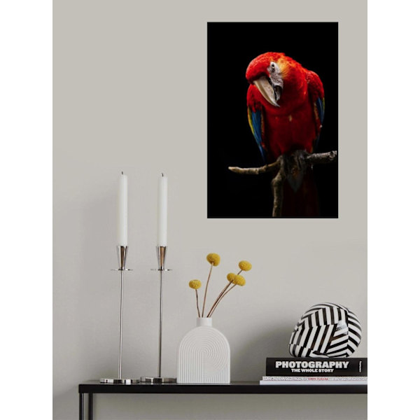 Portrait Of Scarlet Macaw MultiColor 50x70 cm