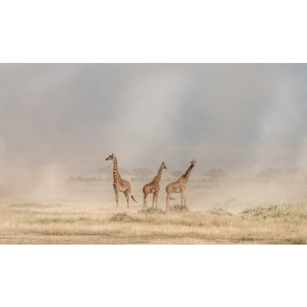 Weathering The Amboseli Dust Devils MultiColor 70x100 cm