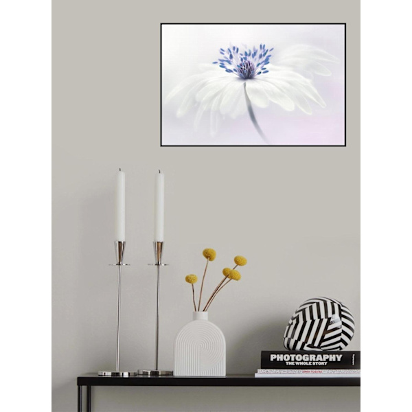 Anemone Blanda MultiColor 30x40 cm