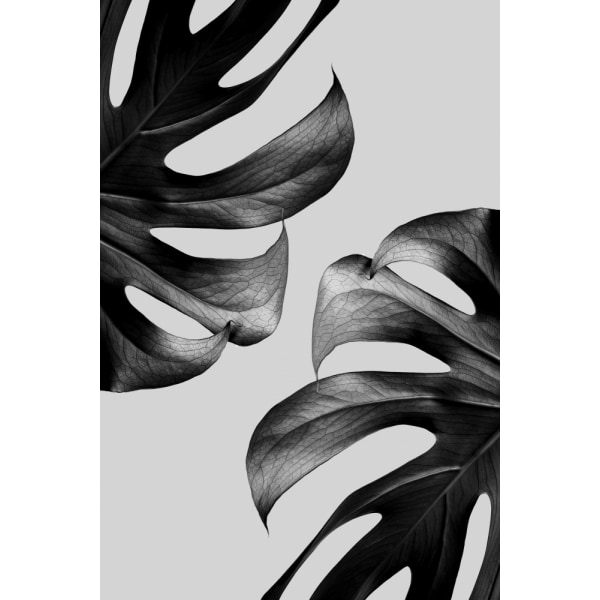 Monokrom Monstera-plakat MultiColor 70x100 cm