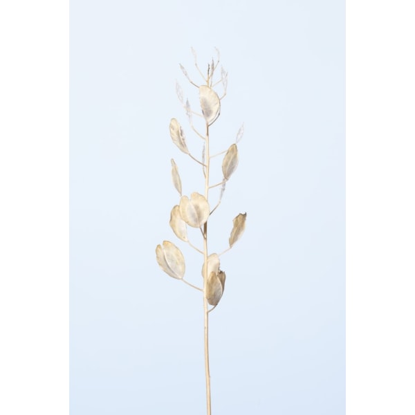 Solitary Dried Plant_Light Blue MultiColor 21x30 cm