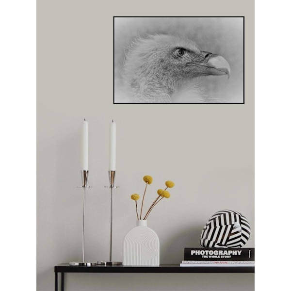 Bald Eagle MultiColor 70x100 cm