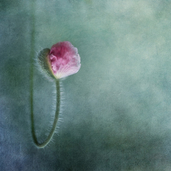 Trust MultiColor 70x100 cm