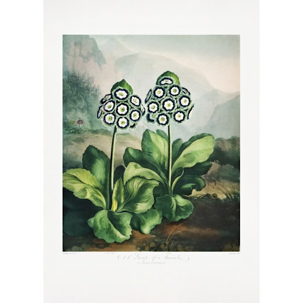 A Group Of Auriculas From The Temple Of Flora 2 (1807) MultiColor 70x100 cm