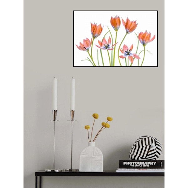 Aprikoosintulppaanit MultiColor 30x40 cm