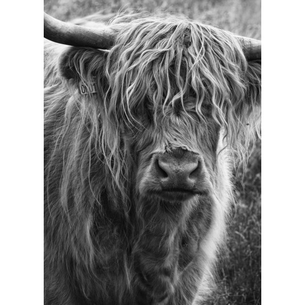 Highland Cattle MultiColor 30x40 cm