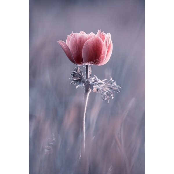 Pink ! So What ? MultiColor 70x100 cm