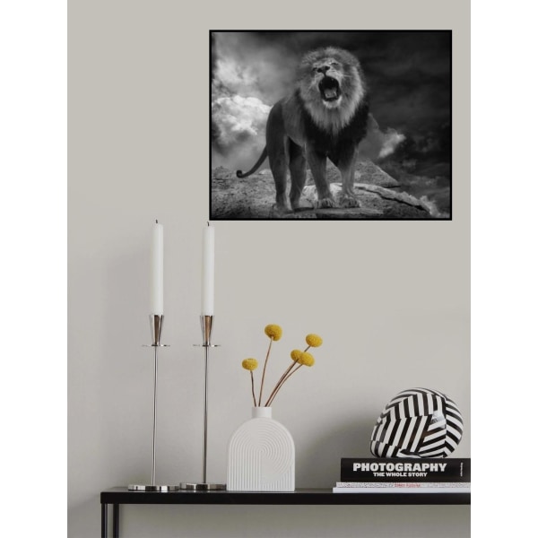 Lion's Roar MultiColor 50x70 cm