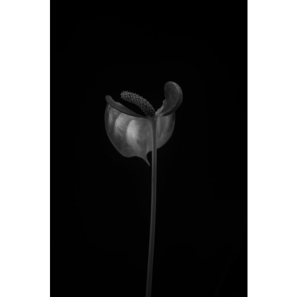 Anthurium MultiColor 50x70 cm