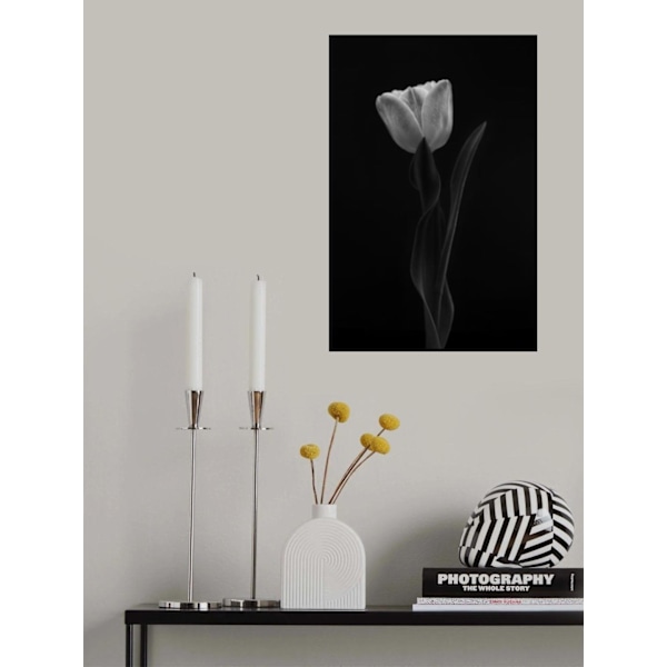 Tulipan MultiColor 21x30 cm