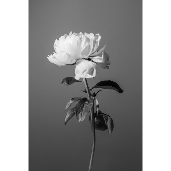 Peony Bw MultiColor 70x100 cm