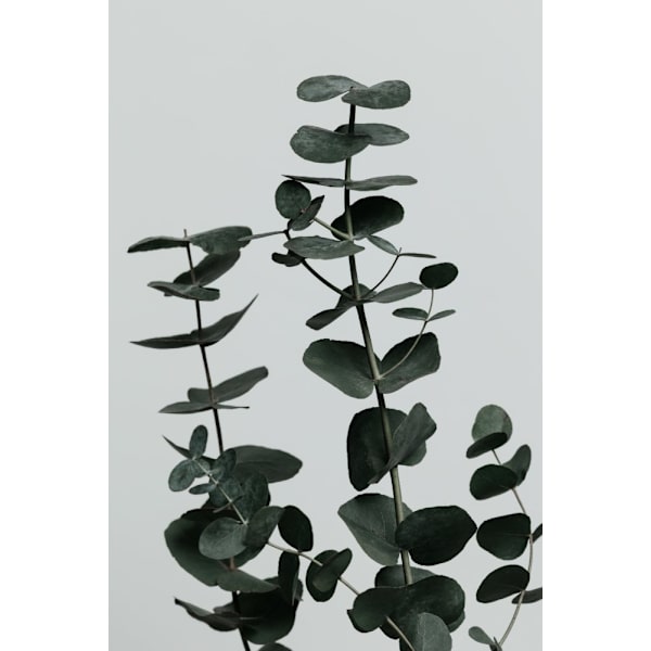 Eucalyptus Natural 11 MultiColor 21x30 cm