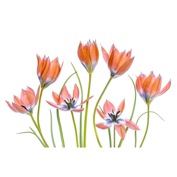 Aprikoosintulppaanit MultiColor 70x100 cm