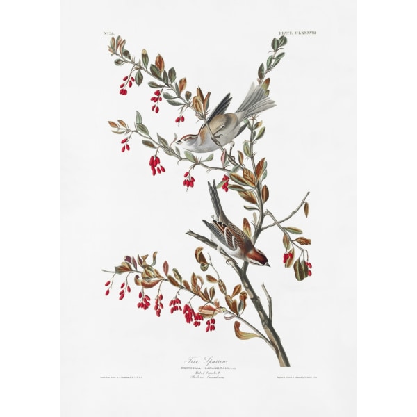 Tre Spurv Fra Birds Of America (1827) MultiColor 21x30 cm