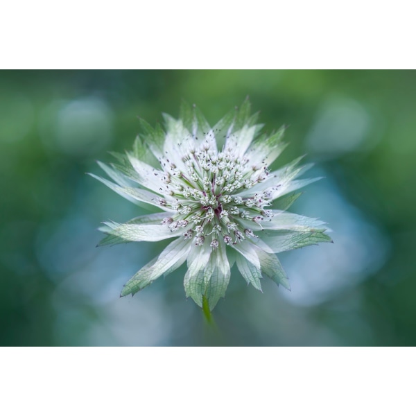 Astrantia MultiColor 21x30 cm