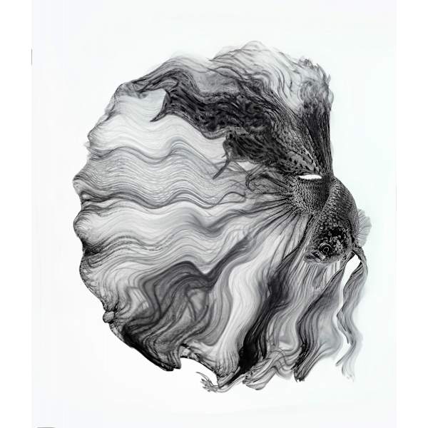 Ink Betta MultiColor 50x70 cm