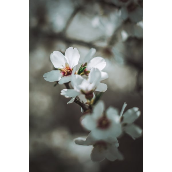 Almond Blossoms MultiColor 50x70 cm