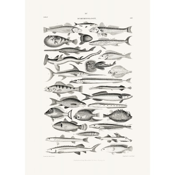 Sealife I MultiColor 30x40 cm