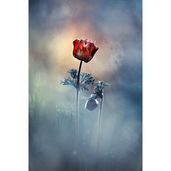 Where Poetry And Memories Remain MultiColor 70x100 cm