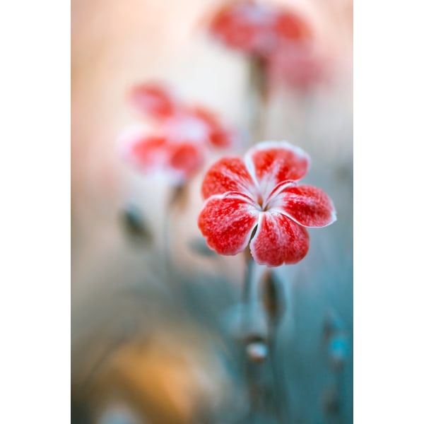 Dianthus MultiColor 30x40 cm