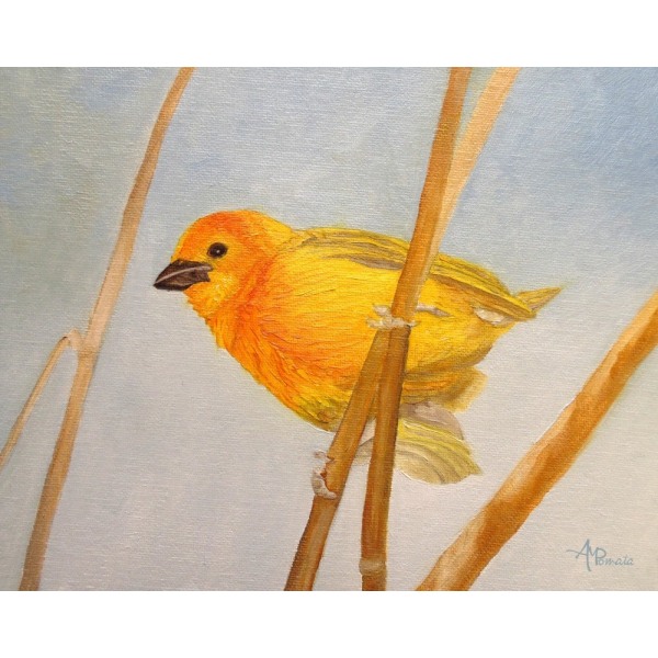 Saffron Finch MultiColor 50x70 cm