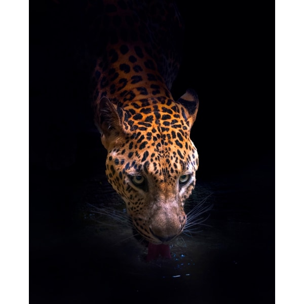 Drinking MultiColor 21x30 cm