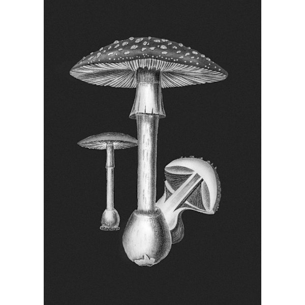 Amanita Muscaria Dark Background Bw MultiColor 30x40 cm