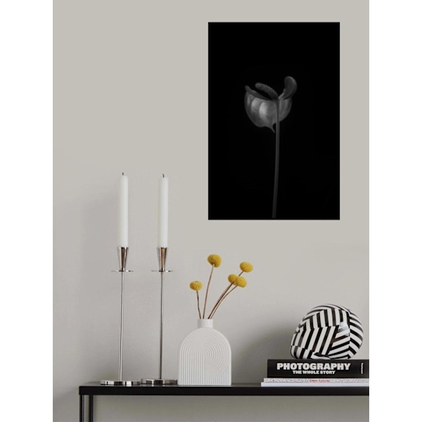 Anthurium MultiColor 50x70 cm