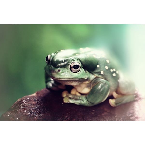 Froggy MultiColor 50x70 cm