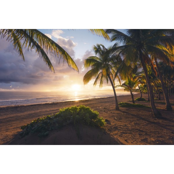 Good Morning Paradise MultiColor 70x100 cm