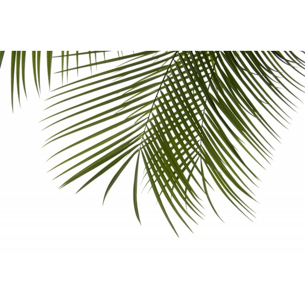 Palm Leaves Foliage Photo Iii MultiColor 50x70 cm