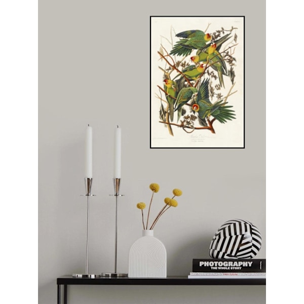 Carolina Parrot From Birds Of America (1827) MultiColor 50x70 cm