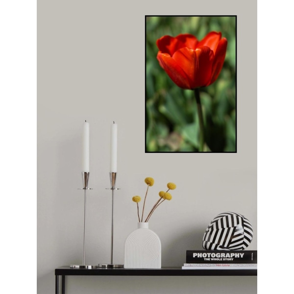 Rød Tulip MultiColor 70x100 cm