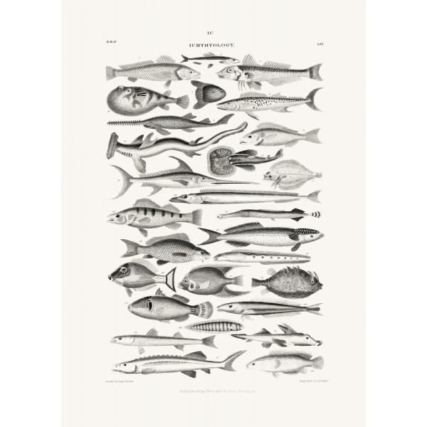 Sealife I MultiColor 70x100 cm