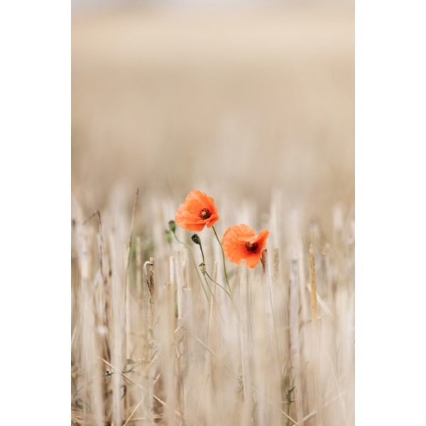 Summer Poppies MultiColor 70x100 cm