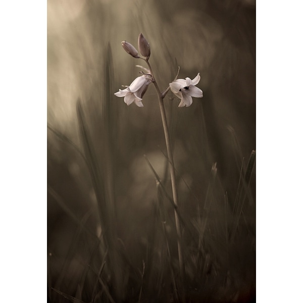 A Small Flower On The Ground MultiColor 50x70 cm