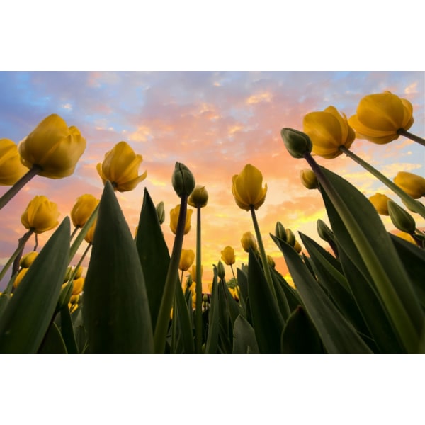 Yellow Tulips... MultiColor 70x100 cm